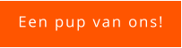 Een pup van ons!