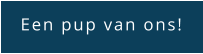 Een pup van ons!